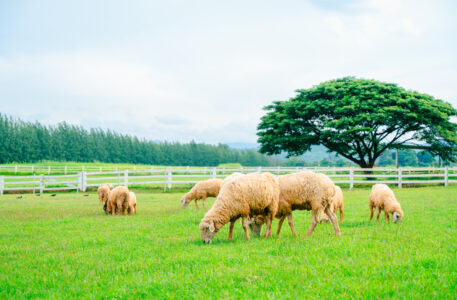 Sheep Shelter Can Be Simple For Shepherds Image